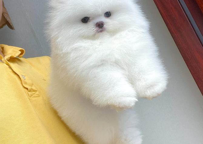 Pomeranian Boo Safkan Özel Yavrularımız